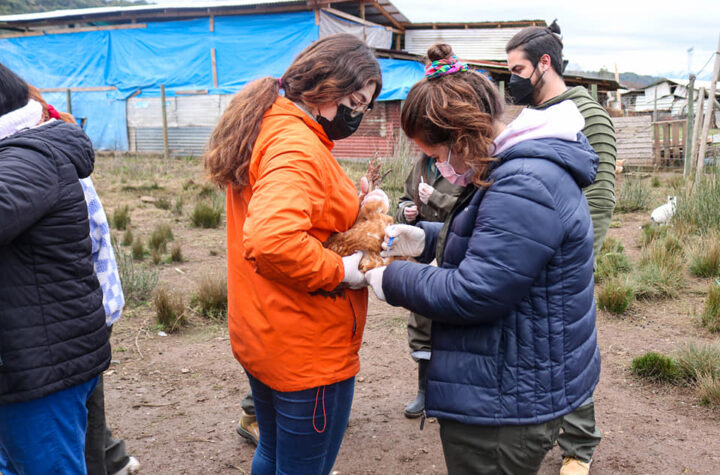 Operativo Zoosanitario Vilches